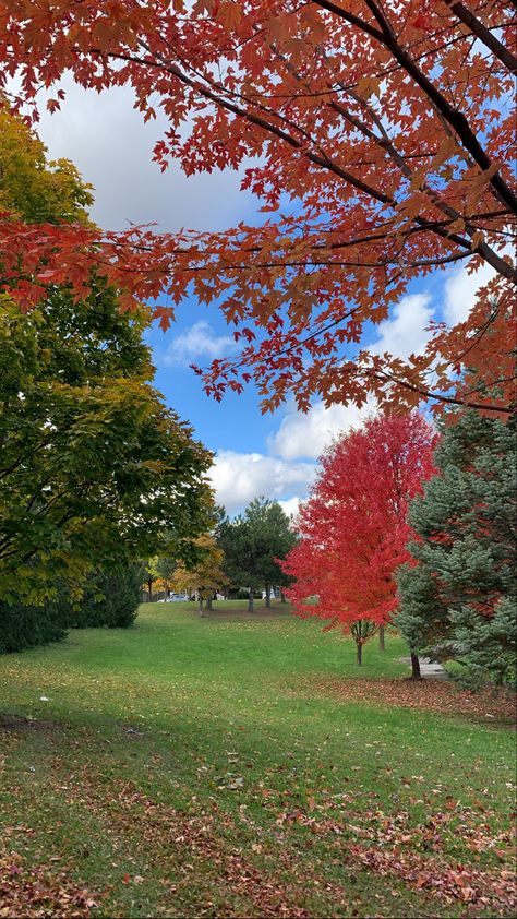 Piatra Neamt, Golden Tree, Toronto Life, Autumn Scenery, Canada Day, Canada Travel, Fall Foliage, Fall Vibes, Autumn Leaves