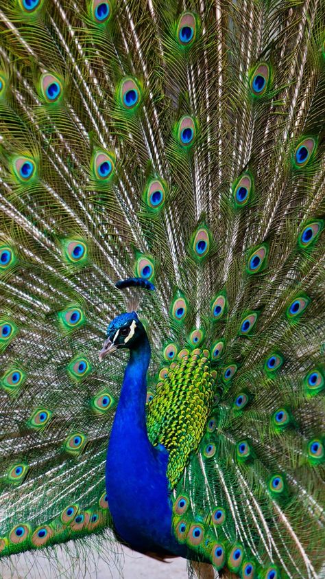 Real Peacock Images, Peacock Eye Makeup, Peacock Images, Peacock Photos, Peacock Pictures, Whimsical Art Paintings, Qhd Wallpaper, Peacock Wall Art, Cool Pictures For Wallpaper