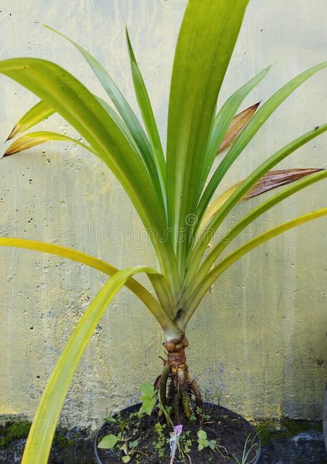 Pandan plant in a black pots stock images Pandan Plant, A Black, Photo Image, Stock Images, Trees, Stock Photos, Plants, Black