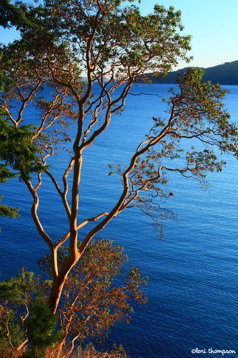 Madrone tree... Orcas Island, Washington Pacific Madrone Tree, Madrona Tree Tattoo, Madrona Tree, Madrone Tree, Orcas Island Washington, Arbutus Tree, Tree Chair, Rip Tattoo, Manzanita Tree