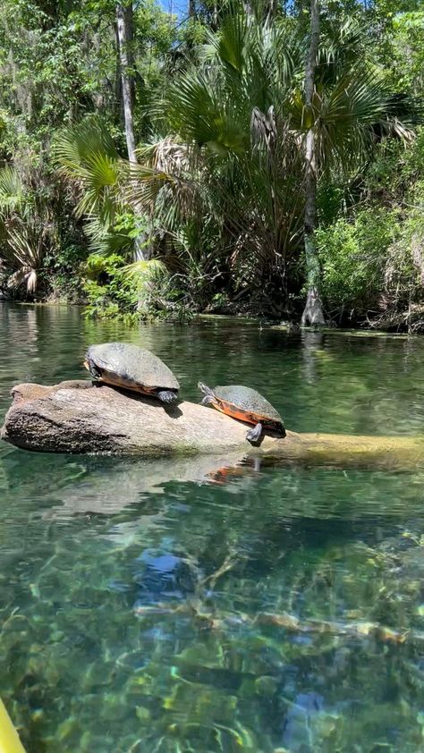 That’s a lot of turtles. What is a group of turtles called? It’s not a herd or a swarm. It’s a bale of turtles. They stay together for protection against predators. Tropical Farm, Farm Life, A Group, Turtles, Podcast, Sleep