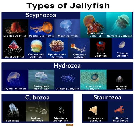 Jellyfish Species Chart, Type Of Jellyfish, Box Jellyfish, Bioluminescent Jellyfish, Types Of Jellyfish, Jellyfish Tentacles, Jellyfish Species, Salmon Species, Baby Jellyfish