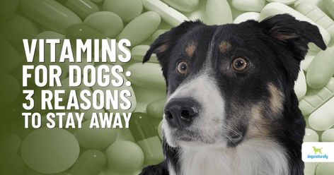 Are you feeding your dog vitamins? We have 3 reasons why you should reconsider ... read on to find out why you should toss your dog's vitamins. Dog Vitamins Best, Vitamins For Dogs, Vitamin K Foods, Foods For Dogs, Dog Vitamins, Reasons To Stay, Dog Nutrition, Animal Nutrition, Fitness Advice