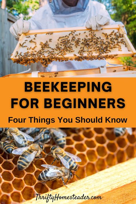 Beehive Ideas, Beginner Beekeeping, Beekeeping For Beginners, Barn Animals, Bee Keeping, Getting Started, Bee Hive, To Start, Honey