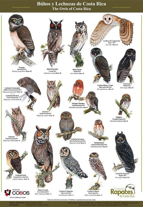 Owls Species, Owl Species Chart, Owl Familiar, Pacific Northwest Owls, Barn Drawing, Names Of Birds, Hawk Species, Owl Magic, Owl Facts