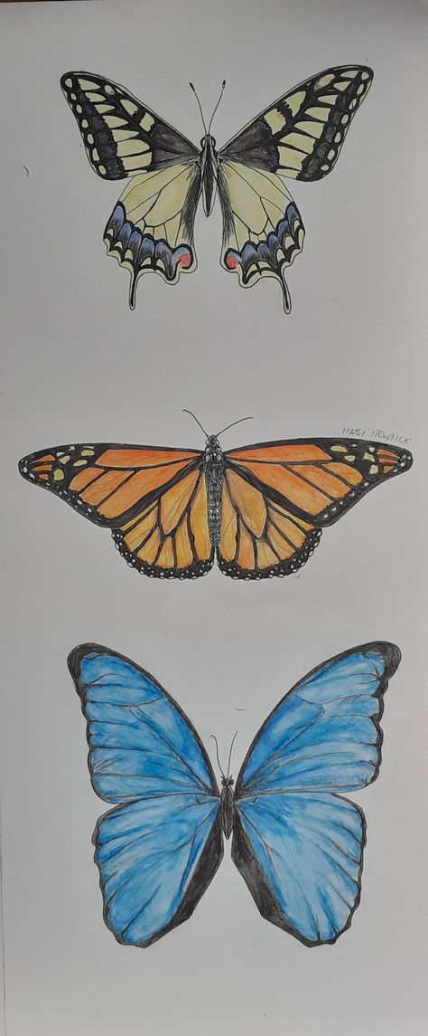 Blue Monarch Butterfly Drawing, Blue Morpho Butterfly Drawing, Morpho Butterfly Drawing, Swallowtail Butterfly Drawing, Butterflies Drawing, Fly Drawing, Blue Morpho Butterfly, Morpho Butterfly, Drawing Journal