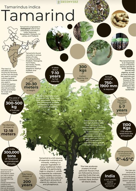 Plants Infographic, Ecology Infographic, Ecosystem Infographic, Infographic Biodiversity, Ecosystem Services Infographic, States Of India, Plant Mom, Infographic Design, Ecology