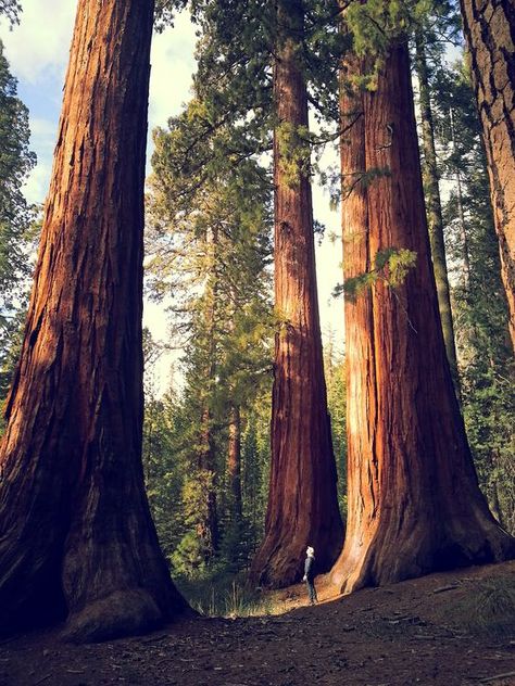 Why Not . . . Celebrate Valentines Day All Year? General Sherman, Redwood Forest, Sequoia National Park, Tall Trees, Tree Forest, Great Smoky Mountains, Yosemite National Park, Beautiful World, Wonders Of The World