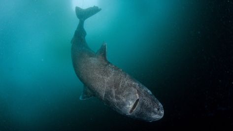 Greenland Shark, Rare Breed, Dogs Pooping, Large Animals, Animals Of The World, The New Yorker, Sharks, New Yorker, Polar Bear