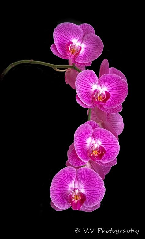 Orchid Photography, Lovely Pictures, Pink Orchids, Orchid Care, Beautiful Orchids, Beautiful Flowers Wallpapers, Flower Phone Wallpaper, Orchid Flower, Exotic Flowers