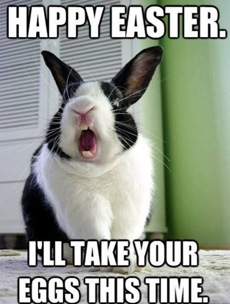 23 funny Easter memes to make you happy - Care.com Resources Easter Meme, Funny Easter Jokes, Funny Easter Pictures, Easter Memes, Happy Thanksgiving Funny, Easter Jokes, Bunny Meme, Happy Easter Funny, Easter Funny