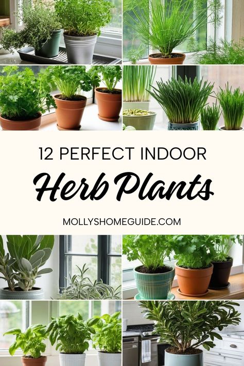 Discover the best indoor herb plants to grow in your home with these easy indoor gardening ideas. From mint and basil to rosemary and thyme, explore how to grow herbs indoors and create your own thriving indoor herb garden. Learn about the 10 best herbs to grow indoors, including tips on how to care for them. Find out which herbs can be grown together in a pot for a low-maintenance yet fragrant garden. Easiest Herbs To Grow, Herbs To Grow Indoors, Growing Herbs In Pots, Easy Herbs To Grow, Herbs To Grow, Growing Herbs Indoors, Organic Gardening Pest Control, Hydroponic Farming, Indoor Herb