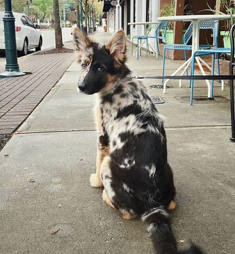 29 Australian Shepherd Mix Breeds – The Popular and Adorable Hybrid Dogs Pretty Dogs, Dog Agility, Blue Heeler, Cute Dogs And Puppies, Shepherd Puppies, Cute Animal Photos, Cane Corso, Small Dog Breeds, German Shepherd Puppies