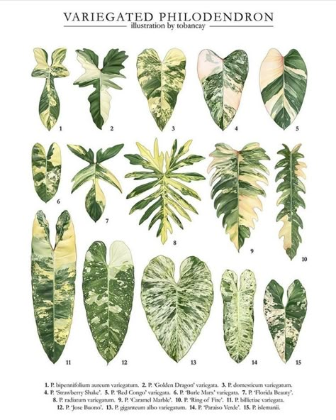 Identification 📸by @tobancay | Rare and variegated plants & aroids

1. P. bipennifolium aureum variegatum
2. Philodendron ’Golden Dragon’ variegata
3. P. domesticum variegatum
4. Philodendron Strawberry Shake
5. Philodendron Red Congo variegata
6. Philodendron Burle Marx variegata
7. Philodendron Florida Beauty
8. P. Radiatum variegatum
9. P. Caramel Marble
10. P. Ring of Fire
11. P. billietiae variegata
12. P. Jose Bueno
13. P. Giganteum albo variegatum 
14. P. Paraiso verde
15. P. Islemanii Indoor Tropical Plants Houseplant, Philodendron Plant Varieties, Plant Leaf Identification, Rare House Plants, Leaf Identification, Variegated Philodendron, نباتات منزلية, Philodendron Plant, Household Plants