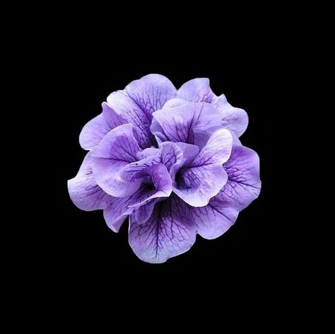 Purple Flower Widget, Natural Forms Gcse, Flower Black Background, Flowers Black Background, Hawaii Flowers, Purple Gothic, Purple Hibiscus, Flower Icons, Purple Wallpaper Iphone