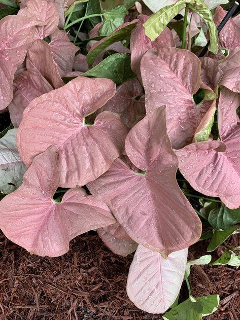 Syngonium Podophyllum, Pink Plants, Arrowhead Plant, Stone Plant, Garden Angels, Plant Delivery, Pink Plant, Pink Garden, Colorful Plants