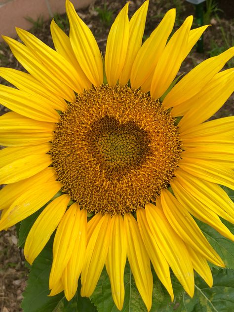 Red Sunflowers Aesthetic, Sunflowers And Hearts, Aesthetic Flowers Sunflower, Natural Hearts, Sunflower Facing Each Other, Heart Sunflower, Sunflower Accessories, Sunflower Heart, Sunflower Love