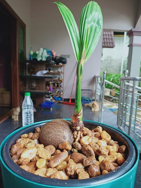 Coconut tree bonsai Coconut Tree, Cereal, Coconut, Quick Saves