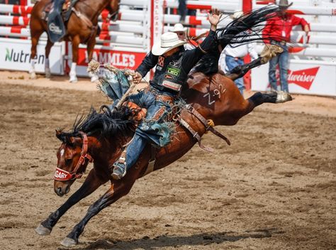 Calgary Itinerary, Stampede Calgary, Saddle Bronc Riding, Calgary Saddledome, Industrial Exhibition, Bareback Riding, Canadian Football League, Bronc Riding, Canadian Football