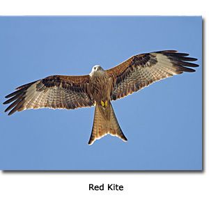 Red Kite Bird Tattoo, Red Kite, Birds Tattoo, Animals And Pets, Tattoos, Red, Drawings, Animals, Art