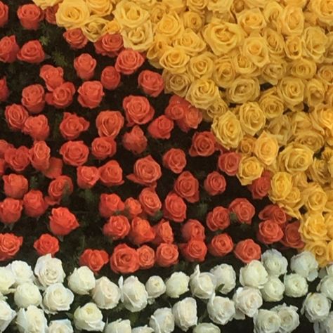 An Insiders Guide to the 2022 Rose Parade and Visiting Pasadena Rose Parade Pasadena, Rose Bowl Parade, Rose Parade, Bowl Game, Rose Bowl, The Rose, Bowl, Books