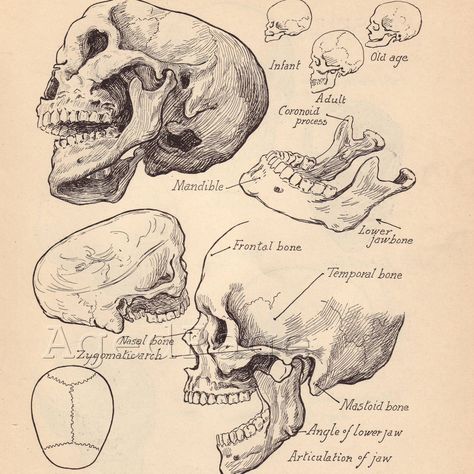 Vintage Anatomy Print, Antique Artistic Human Anatomy Chart, Book Illustrations, 1930s Prints to Frame, Skull Skeletal Chart, Double Sided Human Anatomy Chart, Anatomy Prints, Anatomy Chart, Medical Drawings, Vintage Anatomy, Skull Anatomy, Human Anatomy Art, Anatomy Sketches, Medical Anatomy