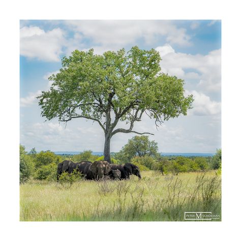 Nature's Gentle Giants: Finding solace and shade under the majestic embrace of a colossal Marula tree 🐘🌳 Kruger National Park - South Africa #ElephantParadise #Nature'sBlessings #MarulaTreeMagic #ShelteredByNature #GracefulGiants #ShadowsAndSilhouettes #WildWonder #Nature'sMasterpiece #SerenityUnderTheMarula #CaptivatingWildlife Marula Tree, Under A Tree, Kruger National Park, Gentle Giant, A Tree, South Africa, National Park, Paradise, Elephant