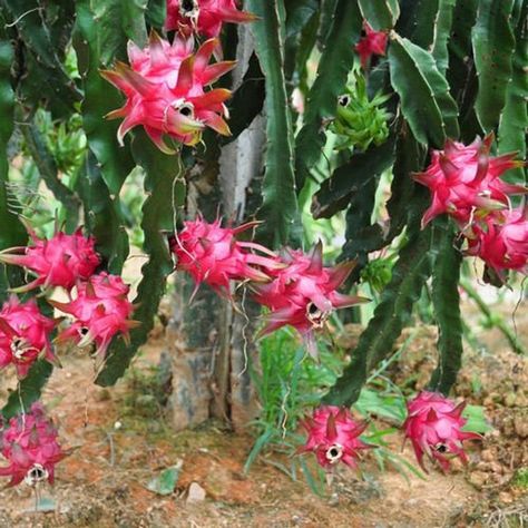 Dragon fruit benefits