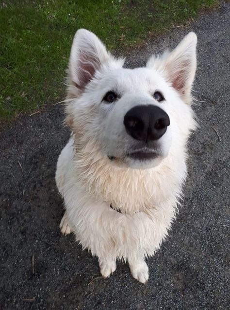 White Gsd, German Shepherd Care, Swiss Shepherd, White Swiss Shepherd, White Shepherd, White German Shepherd, White Dog, Wolf Dog, Dog Id