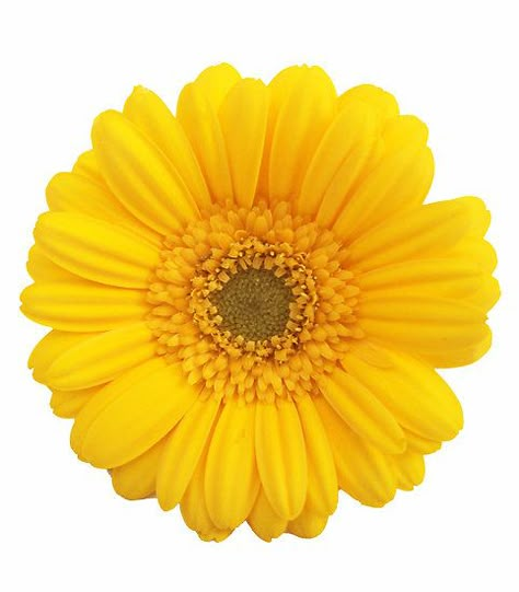 Gerbera Daisy - yellow" by Charlotte Stevens | Redbubble Sunflower Petals, Yellow Artwork, Gerber Daisy, Gerber Daisies, Special Flowers, Yellow Daisies, Gerbera Daisy, By Charlotte, Mellow Yellow