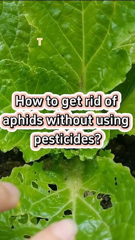 Anthony Alexis | Vegetables planting tips | Instagram Pesticides For Plants, Get Rid Of Aphids, Natural Pesticides, Organic Pesticide, Homestead Farm, Veggie Patch, Thriving Garden, Sustainable Farming, Eco Friendly Living