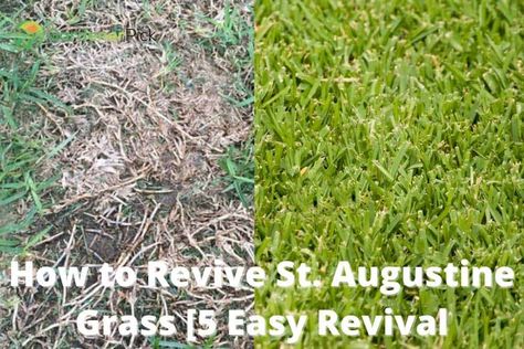 How to Revive St. Augustine Grass? [5 Easy Revival Methods] St Augustine Grass Care, Grass Fertilizer, St Augustine Grass, Lawn Renovation, Lawn Food, Bermuda Grass, Lawn Fertilizer, Soil Improvement, Top Soil