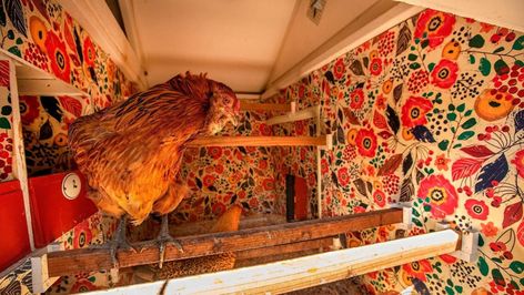 Designer chicken coops: From chandeliers to AC, how some owners pamper their pets | Stuff.co.nz Wallpaper Air, Chicken Wallpaper, Pets Stuff, Block Print Wallpaper, Ninja Birthday Parties, Camo Wallpaper, Chicken Owner, Sugi Ban, Shou Sugi Ban