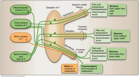 Trigeminal Nerve Anatomy, Trigeminal Nerve, Nerve Anatomy, Sensory Motor, Neurology, Nerve, Anatomy, Education