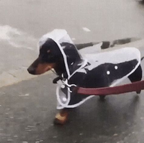 K but look at the little cutie pie in the raincoat. #puppy #dachshund Baby Raincoat, Rainy Afternoon, Dachshund Funny, Dog Breeds List, Wire Haired Dachshund, Dog Raincoat, Dachshund Love, Fun Shots, My Buddy