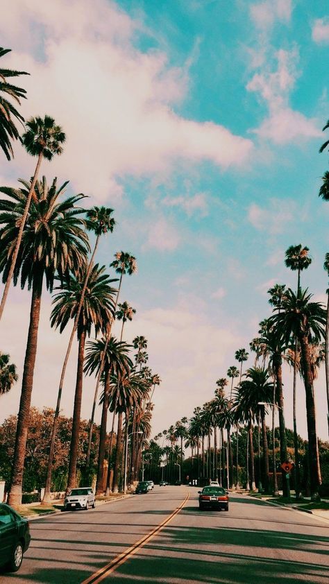 Wallpaper California, Beach Tumblr, California Wallpaper, Tree Wallpaper Iphone, Palm Tree Photography, Beach Wallpaper Iphone, Summer Nature Photography, Nature Photography Trees, Palm Trees Wallpaper