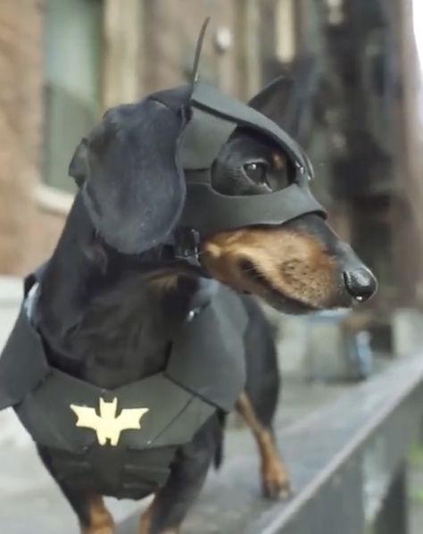 Diy Superhero Costume, Batman Dog, Diy Superhero, Superhero Costume, Pet Halloween Costumes, Dog Costumes, Super Hero Costumes, Dachshund, Chihuahua