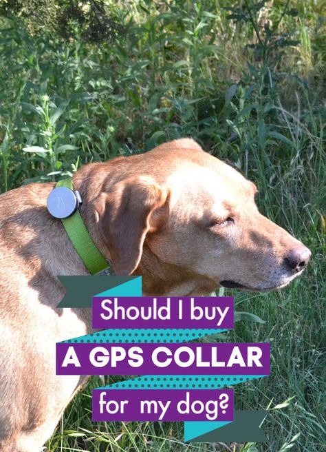 Gps Dog Collar, Dogs Room, Dogs Bed, Dogs Clothes, Dogs Pictures, Deaf Dog, Pet Tracker, Dog Needs, Dog Clothes Patterns