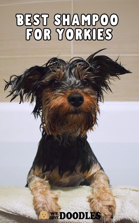 For regular use, skin sensitivities, best grooming practices, and everything in between, we break down our favorite Yorkie shampoos. Dog grooming shampoos come in a wide variety of formulas with a specific purpose. For example, you might use hypoallergenic shampoo on a Yorkie with sensitive skin. At the same time, another pet parent may opt for a deodorizing shampoo to help with their Yorkie’s stinky coats. Grooming Yorkies Faces, Grooming Yorkies, Best Shampoo, Dog Grooming Tips, Love Doodles, Grooming Tips, Deodorizing, Best Shampoos, Shampoos