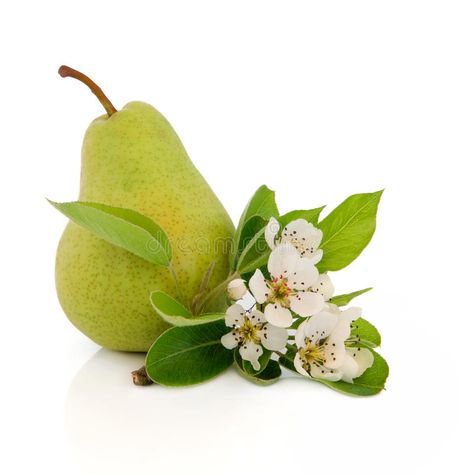 Flower Aesthetics, Pear Flower, Reed Diffuser Bottle, Candle Fragrance Oil, Lemon Blossoms, Pear Blossom, Pear Fruit, Lemon Pepper Chicken, Lemon Cookies