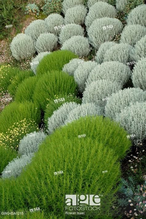 Stock Photo: SANTOLINA ROSMARINIFOLIA 'PRIMROSE GEM' SANTOLINA CHAMAECYPARISSUS AND ERIGERON KARVINSKIANUS AT CLIFF HOUSE DORSET. Australian Native Garden, Front Garden Design, Hillside Landscaping, Dry Garden, Grasses Landscaping, Sloped Garden, Gravel Garden, Coastal Gardens, Mediterranean Garden