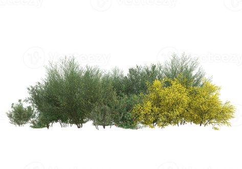 Trees For Rendering, Tree Elevation Photoshop, Grass Texture Photoshop Architecture, Section Rendering Photoshop, Isometric Photoshop, Tree Png Photoshop, Plants Elevation, Plants Cutout, Vegetation Png