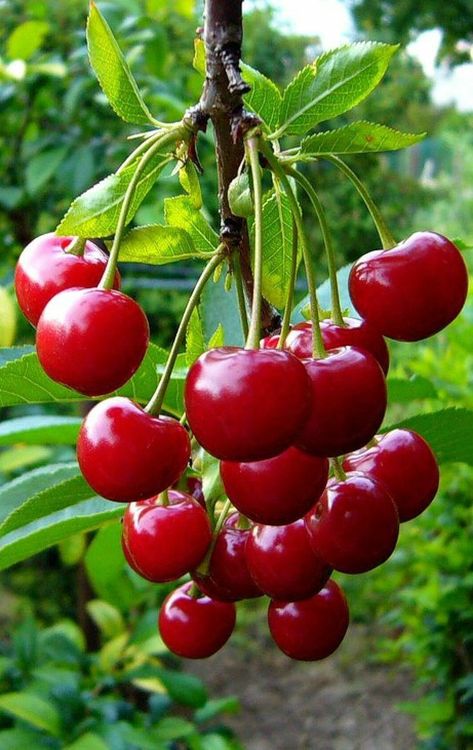 Berry Fruits, Fruits And Vegetables Pictures, Vegetable Pictures, Fruits Photos, Fruit Picture, Slow Cooker Desserts, Fruits Images, Fruit Wallpaper, Cherry Fruit