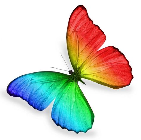 Rainbow Pics, Butterfly Inspiration, Most Beautiful Butterfly, Rainbow Butterflies, Beautiful Butterflies Art, Morpho Butterfly, Butterfly Images, Butterfly Clip Art, Rainbow Butterfly