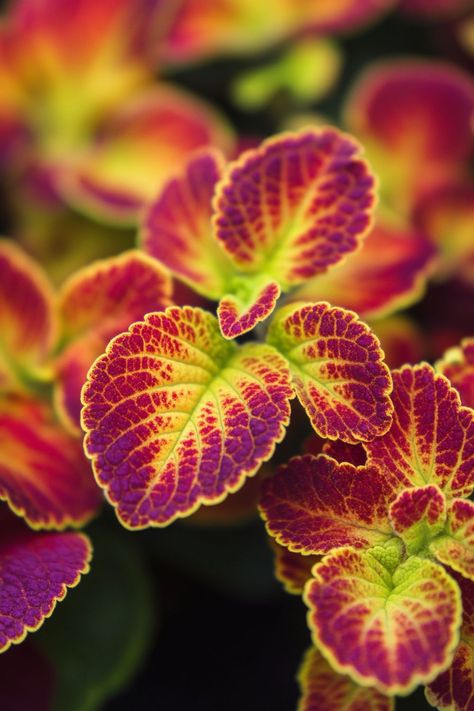 "Coleus plants are a vibrant and eye-catching choice for any garden or indoor space! 🌿🌺 With their stunning, colorful foliage and easy-to-care-for nature, these plants bring a splash of color and texture to any environment. Perfect for adding a bold statement to your garden beds or brightening up a room, Coleus is a versatile and low-maintenance plant that thrives in both sun and shade. 🌱✨ #ColeusPlants #ColorfulFoliage #IndoorGardening #GardenDecor" Coleus Plants, Plant Vegetables, 2025 Vision, Low Maintenance Plants, Greenhouses, Ponds, Garden Beds, Low Maintenance, Dark Fantasy