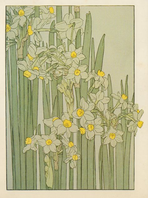 Narcissus ▫ Flower Study in the Art Nouveau Style ▫ Artist probably J Foord. Research ongoing Fiori Art Deco, Fleurs Art Nouveau, Motifs Art Nouveau, Illustration Art Nouveau, Narcissus Flower, Art Nouveau Illustration, Art Nouveau Flowers, Art Nouveau Pattern, Illustration Botanique