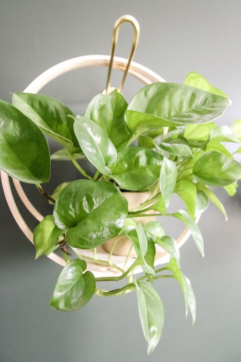 global greens pothos Pothos Plant Care, Pothos Plants, Pothos Plant, Growing Plants Indoors, Growing Plants, Plant Care, Indoor Plants, Soil, Need To Know