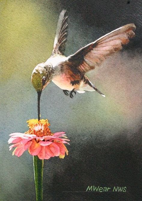 Marilyn Wear | WATERCOLOR | Morning Sip Gray Pearl Necklace, Hummingbirds Photography, Hummingbird Pictures, Hummingbird Painting, Bird Watercolor Paintings, Hummingbird Art, Bird Artwork, Arte Animal, Watercolor Bird