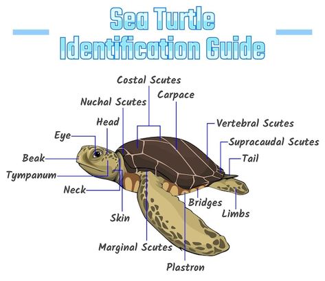 Turtle Identification, Turtle Anatomy, Biology Journal, Ocean Facts, Oceanography Marine Biology, Anatomy Biology, Bio Notes, Marine Science, Biology Science