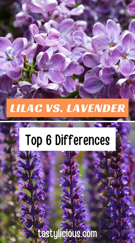 lilac lavender difference | lavender vs lilac scent | difference between lilac and lavender | fall recipes dinner | healthy lunch ideas | dinner ideas | breakfast ideas | easy healthy dinner recipes Lavender Vs Lilac, Lilac Vs Lavender, Things To Do With Lilac Flowers, Types Of Lilac Flowers, Lilac Flower Uses, Fall Recipes Dinner, Breakfast Ideas Easy Healthy, Reblooming Lilac, Lilac Varieties